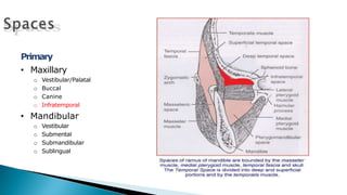 Primary
• Maxillary
o Vestibular/Palatal
o Buccal
o Canine
o Infratemporal
• Mandibular
o Vestibular
o Submental
o Submandibular
o Sublingual
 