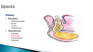 Primary
• Maxillary
o Vestibular/Palatal
o Buccal
o Canine
o Infratemporal
• Mandibular
o Vestibular
o Submental
o Submandibular
o Sublingual
 