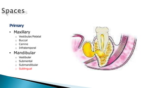 Primary
• Maxillary
o Vestibular/Palatal
o Buccal
o Canine
o Infratemporal
• Mandibular
o Vestibular
o Submental
o Submandibular
o Sublingual
 