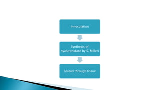 Innoculation
Synthesis of
hyaluronidase by S. Milleri
Spread through tissue
 