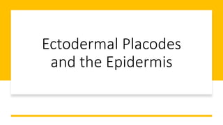 Ectodermal Placodes
and the Epidermis
 