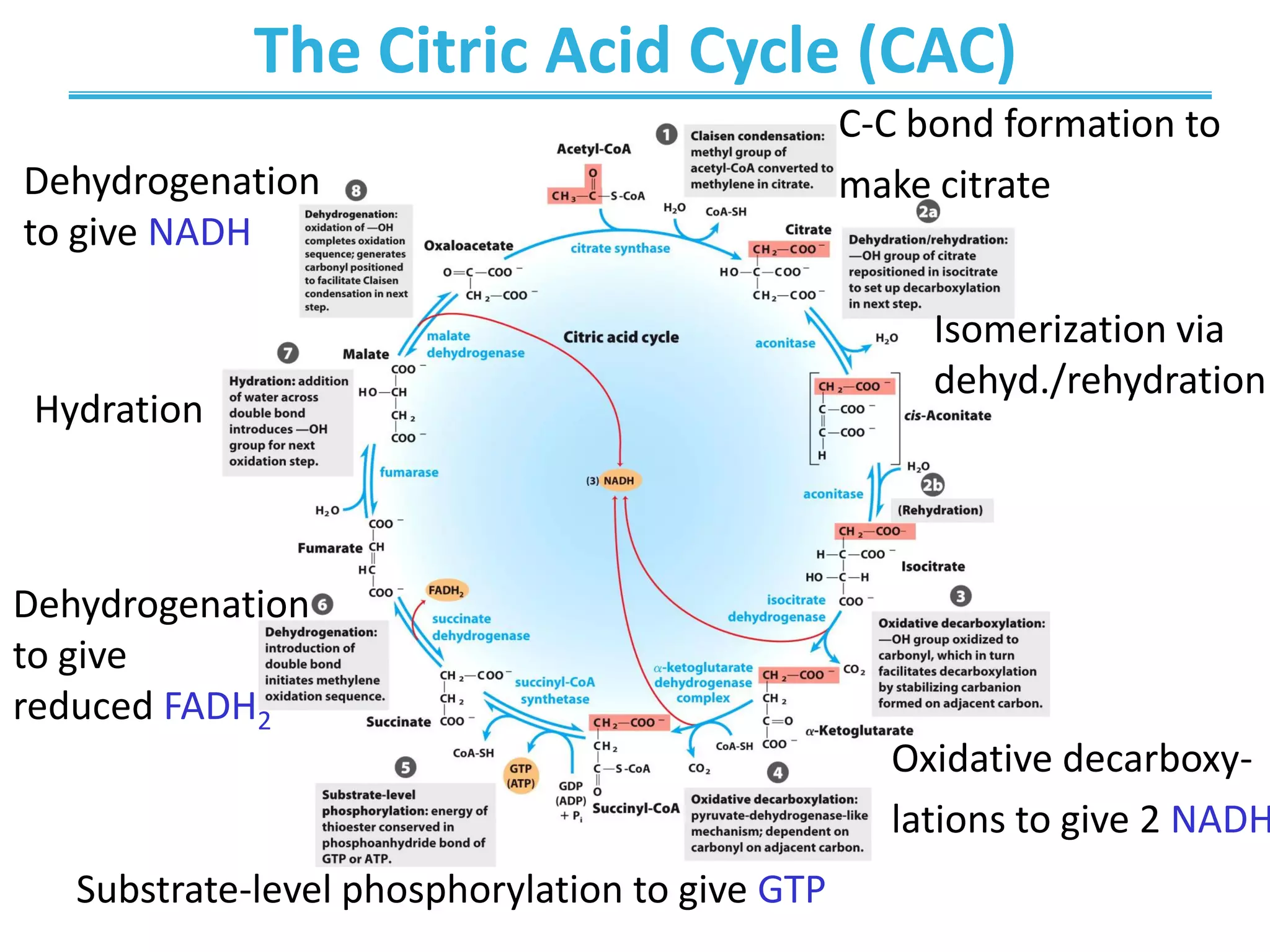 The Citric Acid Cycle (CAC)
C-C bond formation to
make citrate
Isomerization via
dehyd./rehydration
Oxidative decarboxy-
lations to give 2 NADH
Substrate-level phosphorylation to give GTP
Dehydrogenation
to give
reduced FADH2
Hydration
Dehydrogenation
to give NADH
 