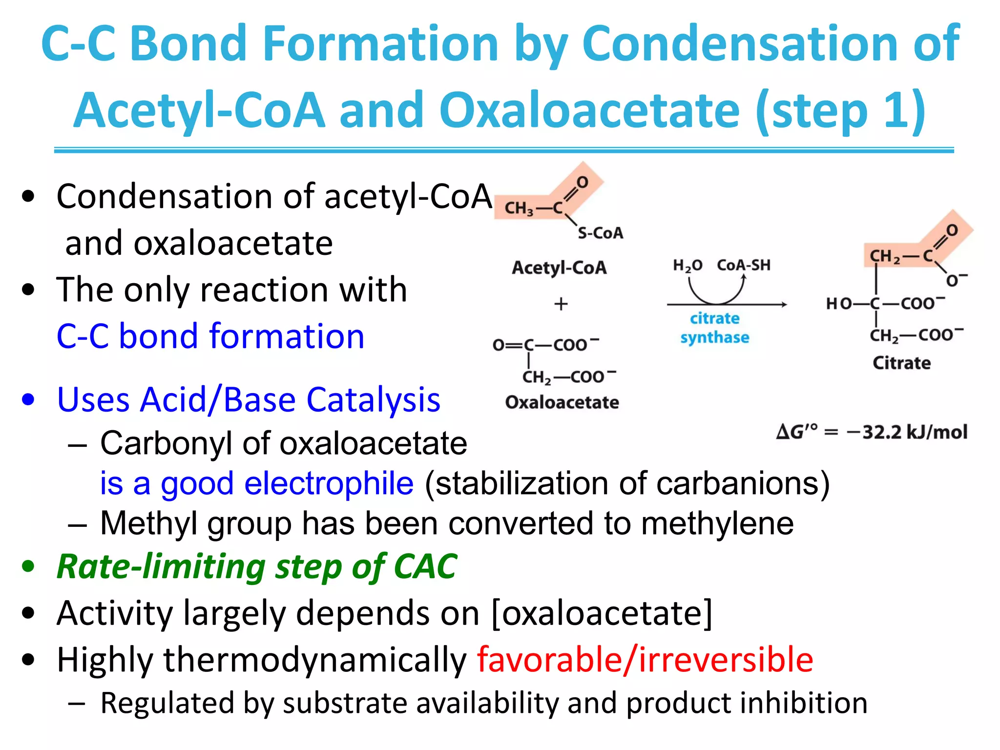 C-C Bond Formation by Condensation of
Acetyl-CoA and Oxaloacetate (step 1)
• Condensation of acetyl-CoA
and oxaloacetate
• The only reaction with
C-C bond formation
• Uses Acid/Base Catalysis
– Carbonyl of oxaloacetate
is a good electrophile (stabilization of carbanions)
– Methyl group has been converted to methylene
• Rate-limiting step of CAC
• Activity largely depends on [oxaloacetate]
• Highly thermodynamically favorable/irreversible
– Regulated by substrate availability and product inhibition
 