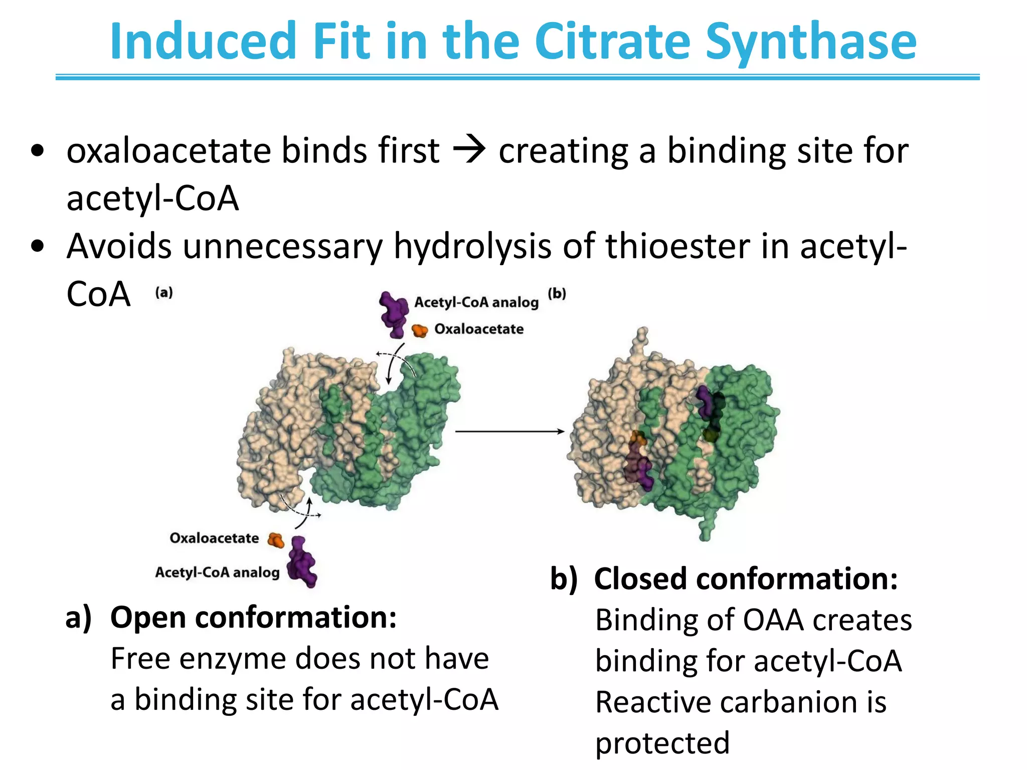 Induced Fit in the Citrate Synthase
• oxaloacetate binds first  creating a binding site for
acetyl-CoA
• Avoids unnecessary hydrolysis of thioester in acetyl-
CoA
b) Closed conformation:
Binding of OAA creates
binding for acetyl-CoA
Reactive carbanion is
protected
a) Open conformation:
Free enzyme does not have
a binding site for acetyl-CoA
 