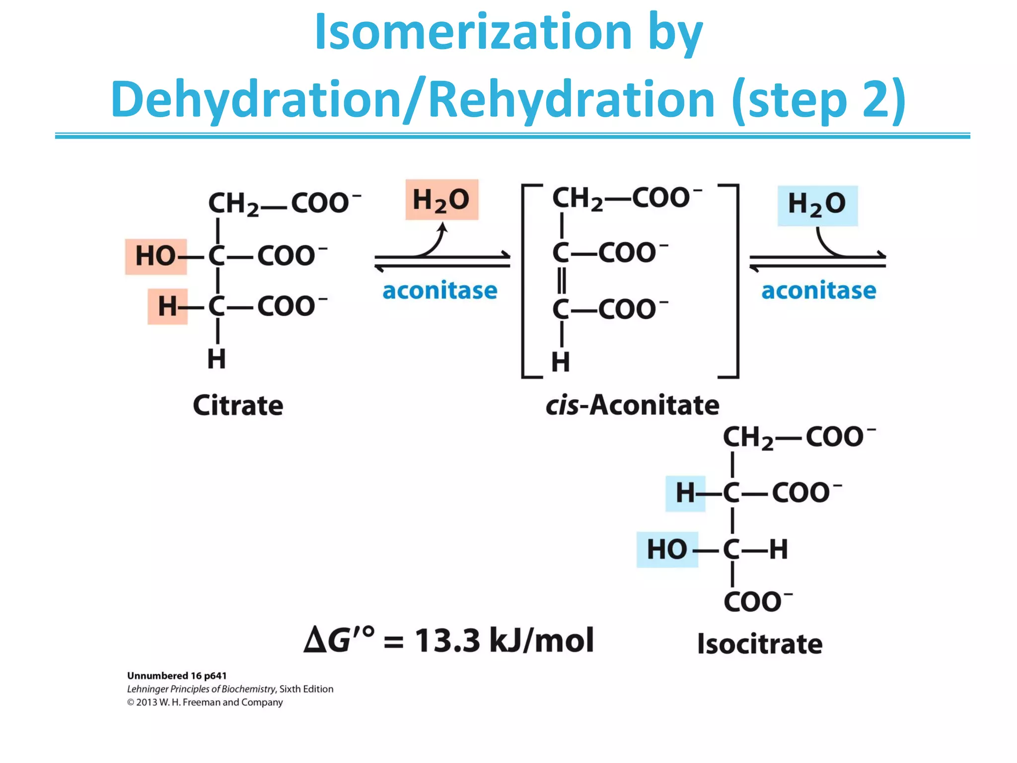 Isomerization by
Dehydration/Rehydration (step 2)
 
