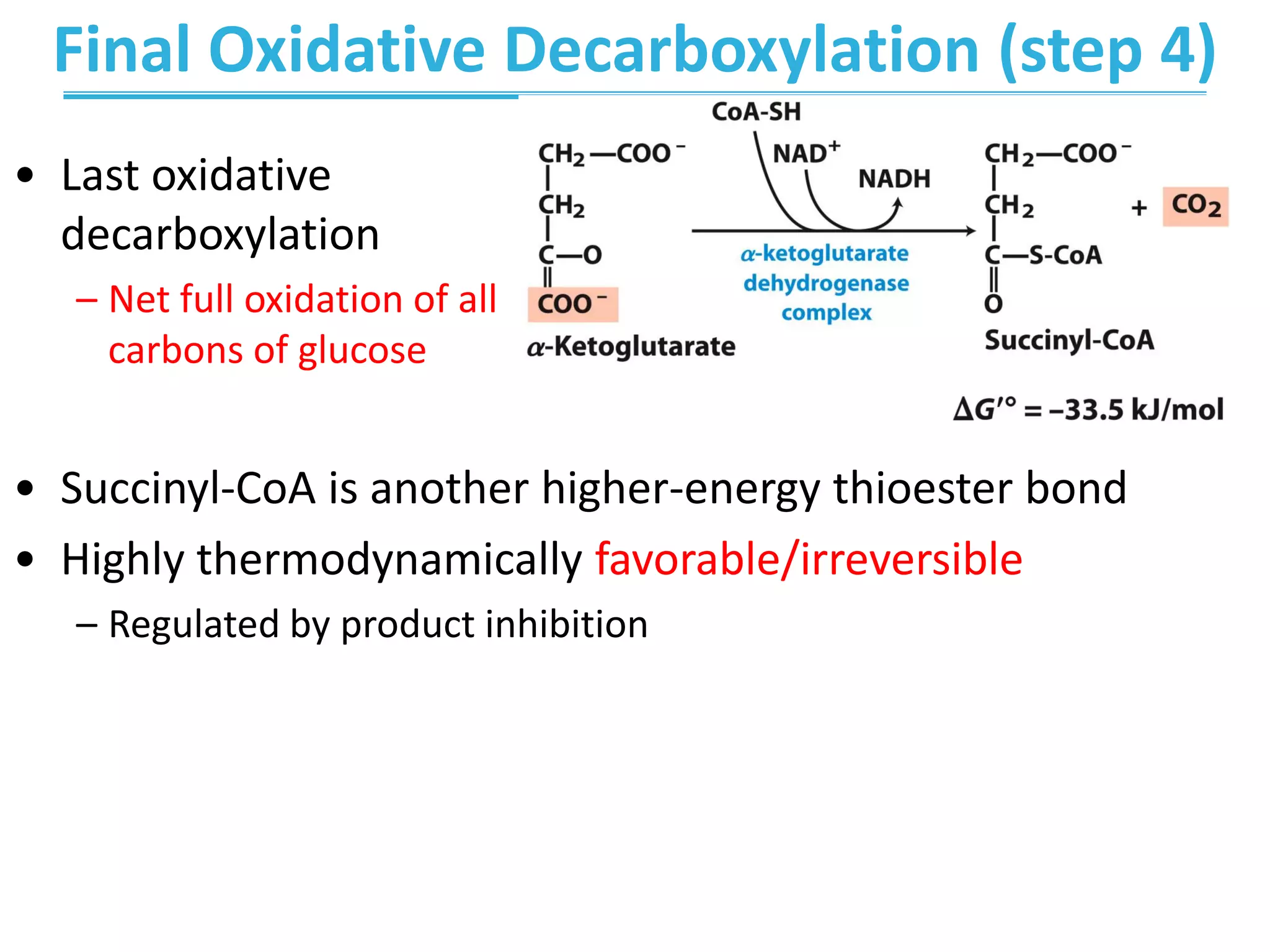 Final Oxidative Decarboxylation (step 4)
• Last oxidative
decarboxylation
– Net full oxidation of all
carbons of glucose
• Succinyl-CoA is another higher-energy thioester bond
• Highly thermodynamically favorable/irreversible
– Regulated by product inhibition
 