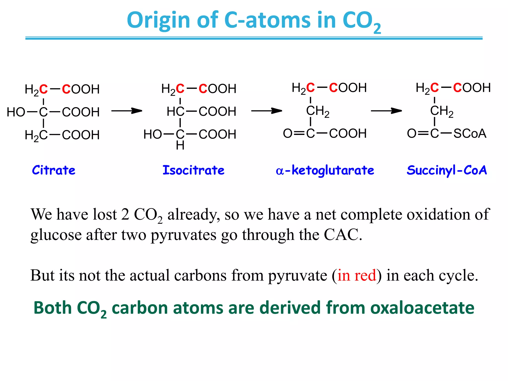 Origin of C-atoms in CO2
Both CO2 carbon atoms are derived from oxaloacetate
We have lost 2 CO2 already, so we have a net complete oxidation of
glucose after two pyruvates go through the CAC.
But its not the actual carbons from pyruvate (in red) in each cycle.
H2C
C
H2C
HO
COOH
COOH
COOH
Citrate Isocitrate
H2C
HC
C
H
COOH
COOH
COOH
HO
-ketoglutarate
H2C
CH2
C
COOH
COOH
O
Succinyl-CoA
H2C
CH2
C
COOH
SCoA
O
 