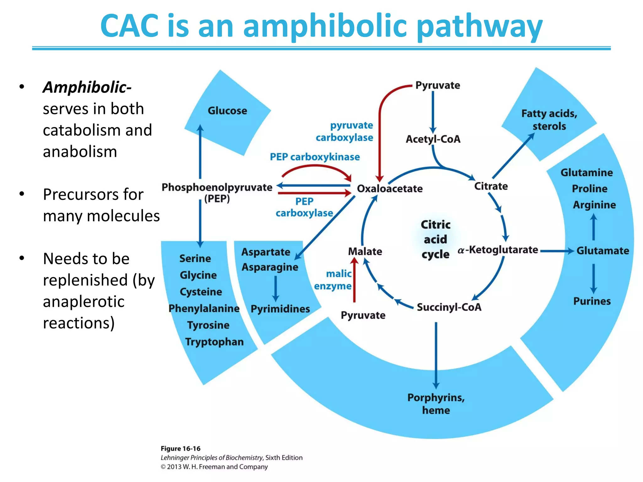 CAC is an amphibolic pathway
• Amphibolic-
serves in both
catabolism and
anabolism
• Precursors for
many molecules
• Needs to be
replenished (by
anaplerotic
reactions)
 