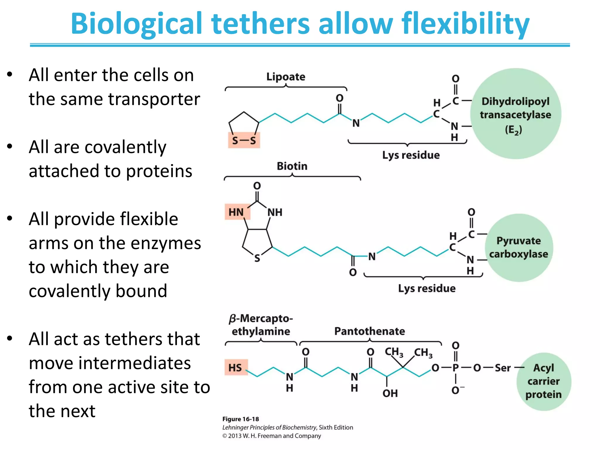 Biological tethers allow flexibility
• All enter the cells on
the same transporter
• All are covalently
attached to proteins
• All provide flexible
arms on the enzymes
to which they are
covalently bound
• All act as tethers that
move intermediates
from one active site to
the next
 