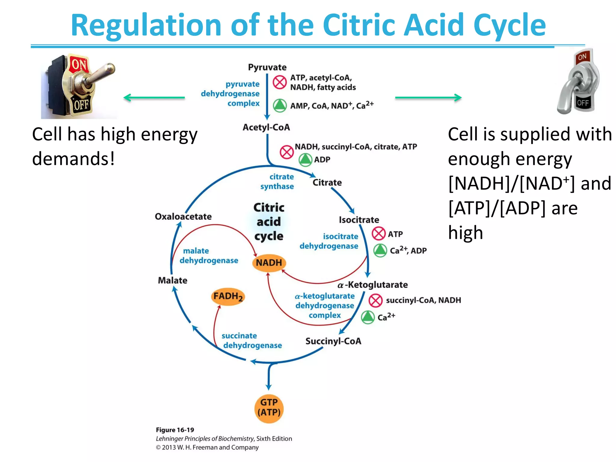 Regulation of the Citric Acid Cycle
Cell has high energy
demands!
Cell is supplied with
enough energy
[NADH]/[NAD+] and
[ATP]/[ADP] are
high
 