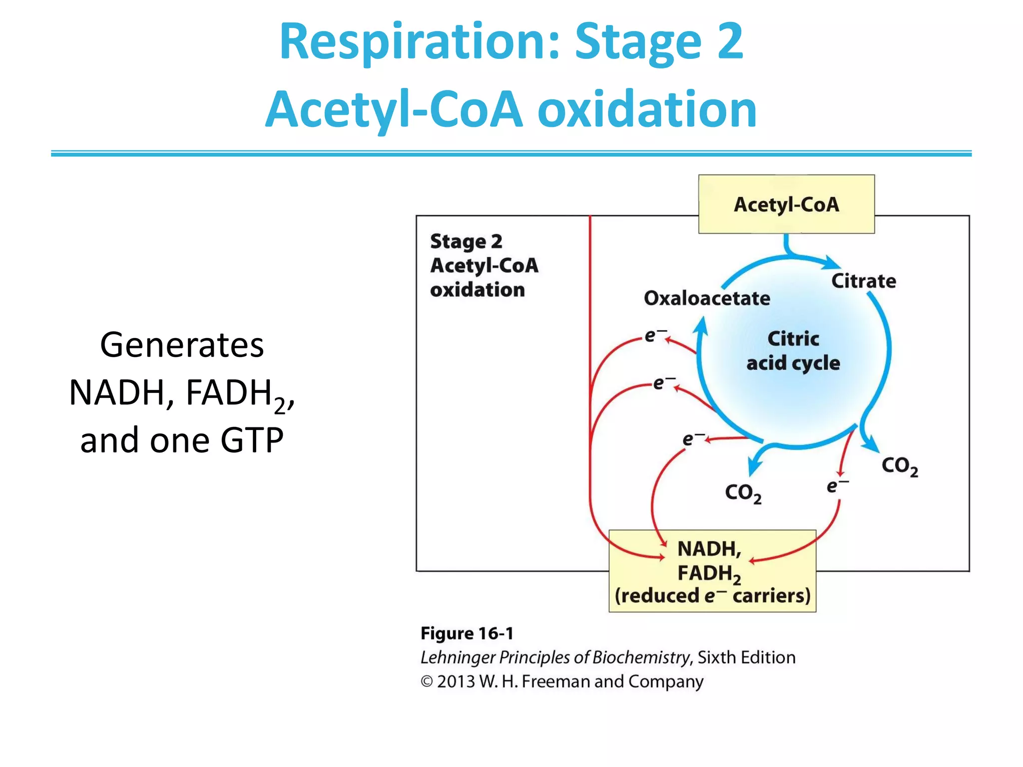 Respiration: Stage 2
Acetyl-CoA oxidation
Generates
NADH, FADH2,
and one GTP
 