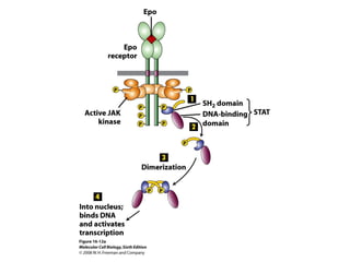 Molecular Cell Biology Lodish 6th.ppt - Chapter 16 cell signaling ii ...