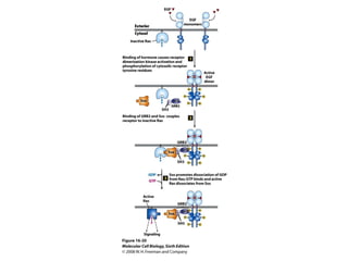 Molecular Cell Biology Lodish 6th.ppt - Chapter 16 cell signaling ii ...