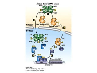 Molecular Cell Biology Lodish 6th.ppt - Chapter 16 cell signaling ii ...