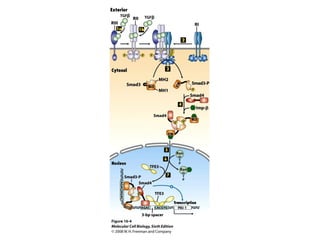 Molecular Cell Biology Lodish 6th.ppt - Chapter 16 cell signaling ii ...