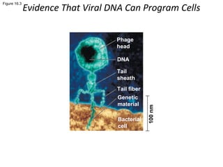 Figure 16.3
Phage
head
DNA
Tail
sheath
Tail fiber
Genetic
material
Bacterial
cell
100nm
Evidence That Viral DNA Can Program Cells
 