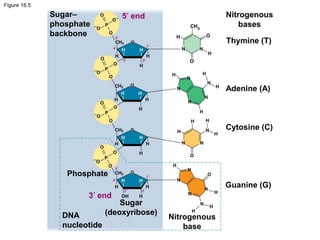 Figure 16.5
5′ end
Thymine (T)
Adenine (A)
Cytosine (C)
Guanine (G)
Nitrogenous
bases
Sugar–
phosphate
backbone
3′ end
Nitrogenous
base
Sugar
(deoxyribose)DNA
nucleotide
Phosphate
 