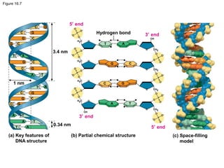 Figure 16.7
(a) Key features of
DNA structure
(b) Partial chemical structure
0.34 nm
3′ end
5′ endT
T
T
A
A
A
C
C
C
G
G
G
AT
1 nm
TA
C G
CG
AT
3.4 nm
CG
CG
C G
C G
3′ end
5′ end
Hydrogen bond
T A
G C
A T
C G
(c) Space-filling
model
 
