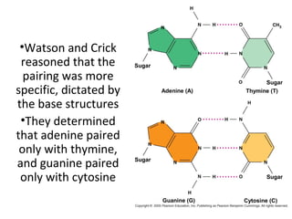 Adenine (A) Thymine (T)
Guanine (G) Cytosine (C)
Sugar
Sugar
Sugar
Sugar
•Watson and Crick
reasoned that the
pairing was more
specific, dictated by
the base structures
•They determined
that adenine paired
only with thymine,
and guanine paired
only with cytosine
 