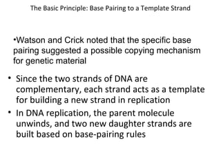 The Basic Principle: Base Pairing to a Template Strand
• Since the two strands of DNA are
complementary, each strand acts as a template
for building a new strand in replication
• In DNA replication, the parent molecule
unwinds, and two new daughter strands are
built based on base-pairing rules
•Watson and Crick noted that the specific base
pairing suggested a possible copying mechanism
for genetic material
 