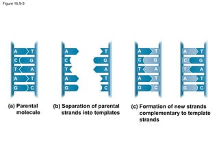 Figure 16.9-3
(a) Parental
molecule
(b) Separation of parental
strands into templates
A
A
A
T
T
T
G
G C
C
A
A
A
T
T
T
G
G C
C
A
A
A
T
T
T
G
G C
C
A
A
A
T
T
T
G
G C
C
(c) Formation of new strands
complementary to template
strands
 