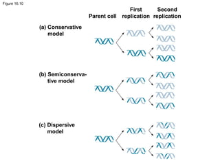 Figure 16.10
(a) Conservative
model
(b) Semiconserva-
tive model
(c) Dispersive
model
Parent cell
First
replication
Second
replication
 