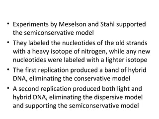 • Experiments by Meselson and Stahl supported
the semiconservative model
• They labeled the nucleotides of the old strands
with a heavy isotope of nitrogen, while any new
nucleotides were labeled with a lighter isotope
• The first replication produced a band of hybrid
DNA, eliminating the conservative model
• A second replication produced both light and
hybrid DNA, eliminating the dispersive model
and supporting the semiconservative model
 