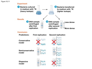 Figure 16.11
Bacteria cultured
in medium with 15
N
(heavy isotope)
Experiment
Results
Conclusion
Bacteria transferred
to medium with 14
N
(lighter isotope)
DNA sample
centrifuged
after first
replication
DNA sample
centrifuged
after second
replication
Less dense
More dense
Predictions: First replication Second replication
Conservative
model
Semiconservative
model
Dispersive
model
1 2
43
 