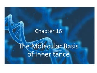 Chapter 16
The Molecular Basis
of Inheritance
 