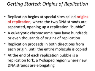 Getting Started: Origins of Replication
• Replication begins at special sites called origins
of replication, where the two DNA strands are
separated, opening up a replication “bubble”
• A eukaryotic chromosome may have hundreds
or even thousands of origins of replication
• Replication proceeds in both directions from
each origin, until the entire molecule is copied
• At the end of each replication bubble is a
replication fork, a Y-shaped region where new
DNA strands are elongating
 