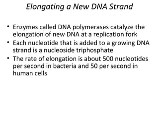 Elongating a New DNA Strand
• Enzymes called DNA polymerases catalyze the
elongation of new DNA at a replication fork
• Each nucleotide that is added to a growing DNA
strand is a nucleoside triphosphate
• The rate of elongation is about 500 nucleotides
per second in bacteria and 50 per second in
human cells
 
