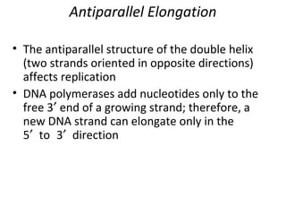 Antiparallel Elongation
• The antiparallel structure of the double helix
(two strands oriented in opposite directions)
affects replication
• DNA polymerases add nucleotides only to the
free 3′ end of a growing strand; therefore, a
new DNA strand can elongate only in the
5′ to 3′ direction
 
