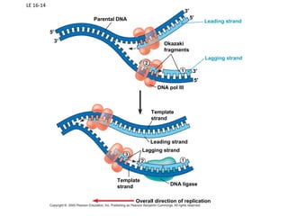 LE 16-14
Parental DNA
5′
3′
Leading strand
3′
5′
3′
5′
Okazaki
fragments
Lagging strand
DNA pol III
Template
strand
Leading strand
Lagging strand
DNA ligase
Template
strand
Overall direction of replication
 