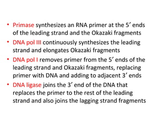 • Primase synthesizes an RNA primer at the 5′ ends
of the leading strand and the Okazaki fragments
• DNA pol III continuously synthesizes the leading
strand and elongates Okazaki fragments
• DNA pol I removes primer from the 5′ ends of the
leading strand and Okazaki fragments, replacing
primer with DNA and adding to adjacent 3′ ends
• DNA ligase joins the 3′ end of the DNA that
replaces the primer to the rest of the leading
strand and also joins the lagging strand fragments
 