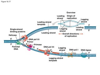 Figure 16.17
Overview
5′
3′
Lagging
strand
Leading
strand
Leading
strand
Lagging
strand
Leading strand
Leading strand
template
Origin of
replication
Overall directions
of replication
5′
3′
5′
3′
5′
5′
3′
3′
3′
Single-strand
binding proteins
Helicase
Parental
DNA
DNA pol III
Primer
Primase
Lagging
strand
Lagging strand
template
DNA pol III
DNA pol I
5′
DNA ligase
123
4
5
 