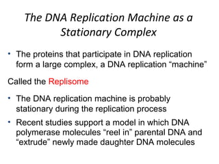 The DNA Replication Machine as a
Stationary Complex
• The proteins that participate in DNA replication
form a large complex, a DNA replication “machine”
Called the Replisome
• The DNA replication machine is probably
stationary during the replication process
• Recent studies support a model in which DNA
polymerase molecules “reel in” parental DNA and
“extrude” newly made daughter DNA molecules
 