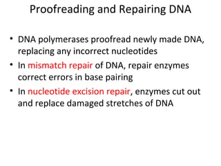 Proofreading and Repairing DNA
• DNA polymerases proofread newly made DNA,
replacing any incorrect nucleotides
• In mismatch repair of DNA, repair enzymes
correct errors in base pairing
• In nucleotide excision repair, enzymes cut out
and replace damaged stretches of DNA
 