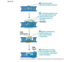 LE 16-17
DNA
ligase
DNA
polymerase
DNA ligase seals the
free end of the new DNA
to the old DNA, making the
strand complete.
Repair synthesis by
a DNA polymerase
fills in the missing
nucleotides.
A nuclease enzyme cuts
the damaged DNA strand
at two points and the
damaged section is
removed.
Nuclease
A thymine dimer
distorts the DNA molecule.
 