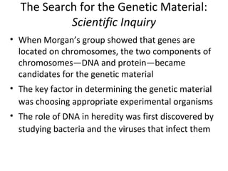 The Search for the Genetic Material:
Scientific Inquiry
• When Morgan’s group showed that genes are
located on chromosomes, the two components of
chromosomes—DNA and protein—became
candidates for the genetic material
• The key factor in determining the genetic material
was choosing appropriate experimental organisms
• The role of DNA in heredity was first discovered by
studying bacteria and the viruses that infect them
 