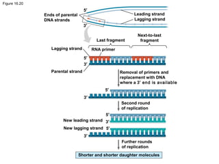Figure 16.20
Ends of parental
DNA strands
Lagging strand
Parental strand
RNA primer
Last fragment
Next-to-last
fragment
Lagging strand
Leading strand
Removal of primers and
replacement with DNA
where a 3′ end is available
3′
5′
5′
Second round
of replication
Further rounds
of replication
New lagging strand
New leading strand
Shorter and shorter daughter molecules
5′
3′
3′
5′
3′
5′
3′
 