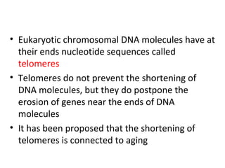 • Eukaryotic chromosomal DNA molecules have at
their ends nucleotide sequences called
telomeres
• Telomeres do not prevent the shortening of
DNA molecules, but they do postpone the
erosion of genes near the ends of DNA
molecules
• It has been proposed that the shortening of
telomeres is connected to aging
 