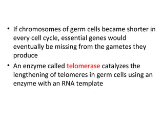 • If chromosomes of germ cells became shorter in
every cell cycle, essential genes would
eventually be missing from the gametes they
produce
• An enzyme called telomerase catalyzes the
lengthening of telomeres in germ cells using an
enzyme with an RNA template
 