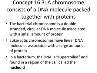 Concept 16.3: A chromosome
consists of a DNA molecule packed
together with proteins
• The bacterial chromosome is a double-
stranded, circular DNA molecule associated
with a small amount of protein
• Eukaryotic chromosomes have linear DNA
molecules associated with a large amount
of protein
• In a bacterium, the DNA is “supercoiled” and
found in a region of the cell called the
nucleoid
 