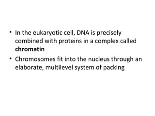 • In the eukaryotic cell, DNA is precisely
combined with proteins in a complex called
chromatin
• Chromosomes fit into the nucleus through an
elaborate, multilevel system of packing
 