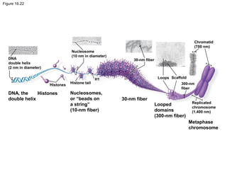 Figure 16.22
DNA, the
double helix
Histones Nucleosomes,
or “beads on
a string”
(10-nm fiber)
30-nm fiber
Looped
domains
(300-nm fiber)
Metaphase
chromosome
DNA
double helix
(2 nm in diameter)
Nucleosome
(10 nm in diameter)
30-nm fiber
Loops Scaffold
Histones
Histone tail
H1
300-nm
fiber
Chromatid
(700 nm)
Replicated
chromosome
(1,400 nm)
 
