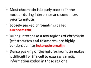 • Most chromatin is loosely packed in the
nucleus during interphase and condenses
prior to mitosis
• Loosely packed chromatin is called
euchromatin
• During interphase a few regions of chromatin
(centromeres and telomeres) are highly
condensed into heterochromatin
• Dense packing of the heterochromatin makes
it difficult for the cell to express genetic
information coded in these regions
 