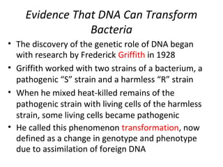 Evidence That DNA Can Transform
Bacteria
• The discovery of the genetic role of DNA began
with research by Frederick Griffith in 1928
• Griffith worked with two strains of a bacterium, a
pathogenic “S” strain and a harmless “R” strain
• When he mixed heat-killed remains of the
pathogenic strain with living cells of the harmless
strain, some living cells became pathogenic
• He called this phenomenon transformation, now
defined as a change in genotype and phenotype
due to assimilation of foreign DNA
 