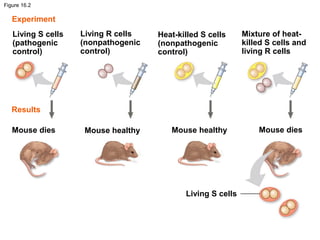 Figure 16.2
Living S cells
(pathogenic
control)
Experiment
Results
Living R cells
(nonpathogenic
control)
Heat-killed S cells
(nonpathogenic
control)
Mouse dies Mouse healthy Mouse healthy Mouse dies
Mixture of heat-
killed S cells and
living R cells
Living S cells
 