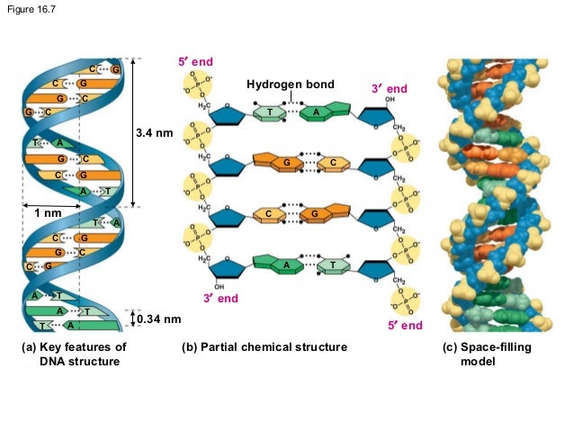 Chapter 16: Molecular Basis of Inheritance