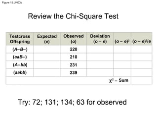 Figure 15.UN03b
Testcross
Offspring
Expected
(e)
Observed
(o)
Deviation
(o − e) (o − e)2
(o − e)2
/e
(A−B−)
(aaB−)
(A−bb)
(aabb)
220
210
231
239
χ2
= Sum
Review the Chi-Square Test
Try: 72; 131; 134; 63 for observed
 